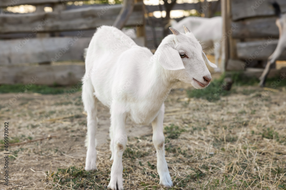 Cute goatling on pasture at farm. Baby animal Cute goatling on pasture at farm. Baby animal