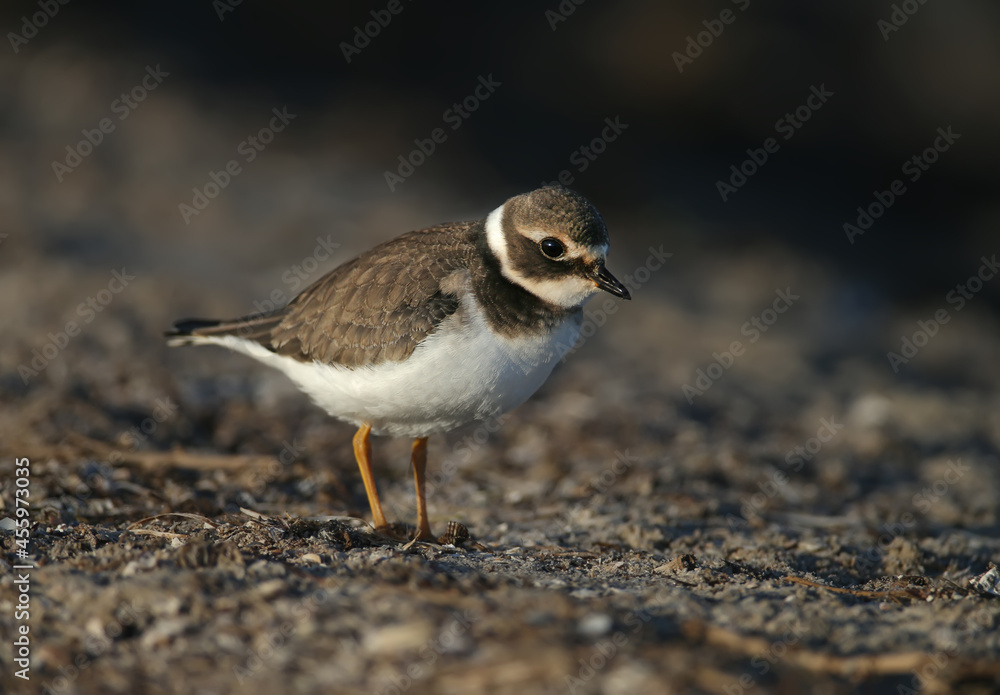 Young and adult common ringed plover or ringed plover (Charadrius hiaticula) in winter plumage, close-up shot on the lake shore in soft morning light Young and adult common ringed plover or ringed plover (Charadrius hiaticula) in winter plumage, close-up shot on the lake shore in soft morning light