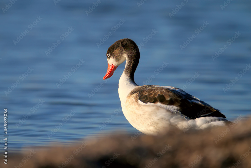 Fototapeta premium Close-up photo of a young common shelduck standing on the bank of blue water in soft morning light