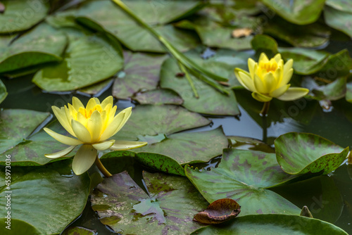 lilies in the pond of the botanical garden