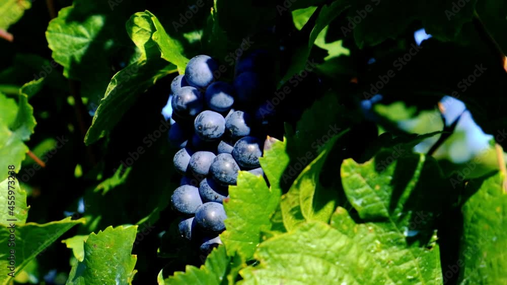 blue merlot grapes in green vineyard blue merlot grapes in green vineyard