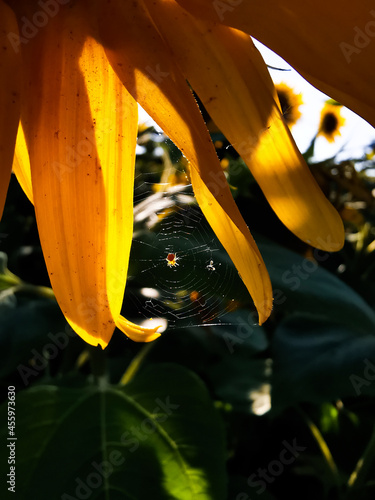 pajęczyna w słoneczniku 