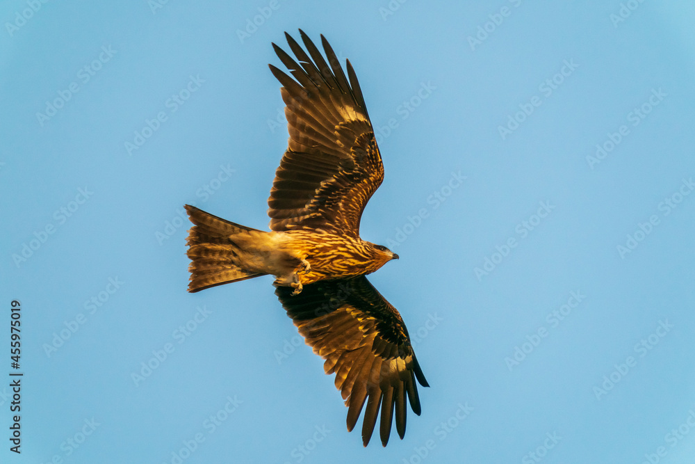 Fototapeta premium 朝日の光を浴びて飛翔するトンビ