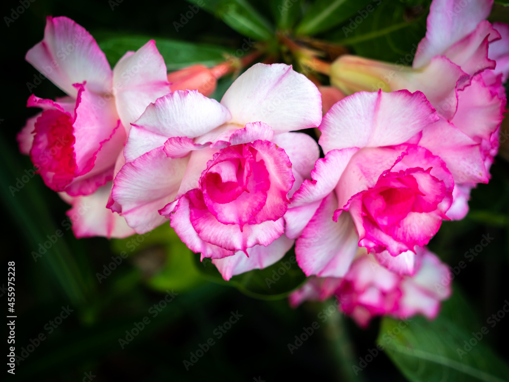 Bunch of White-pink Impala Lily Flowers Blooming Bunch of White-pink Impala Lily Flowers Blooming
