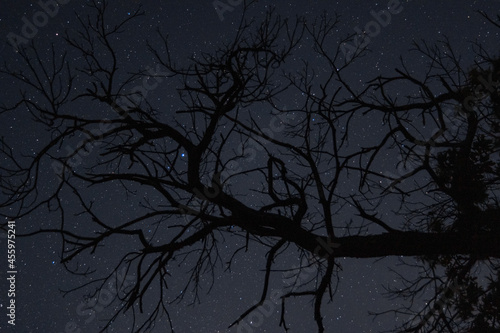 starry night sky under a tree