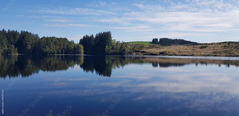 Fototapeta premium reflection of trees