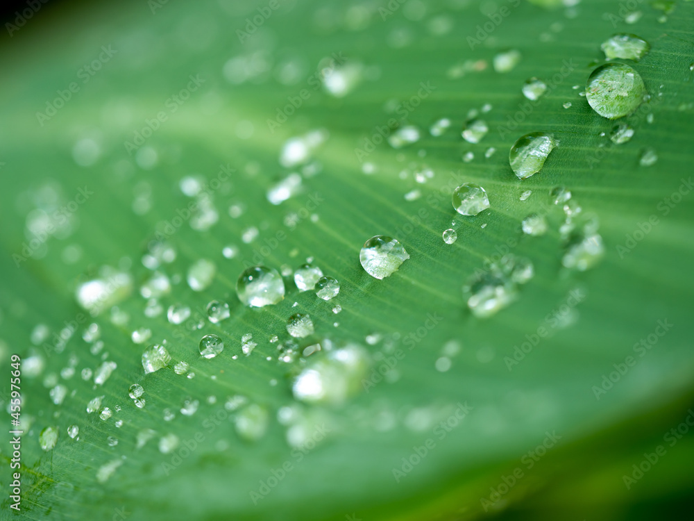 Rain Drops on The Canna Lily Leaf Rain Drops on The Canna Lily Leaf