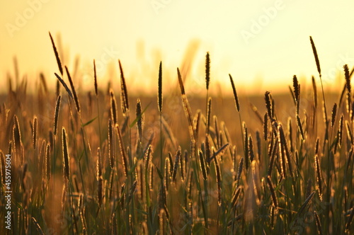 Straws of timothy grass backlit by warm evening sunlight.