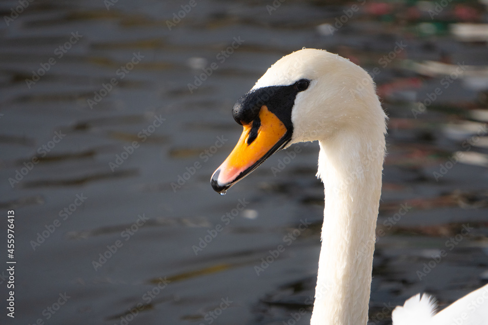 A Swan A Swan