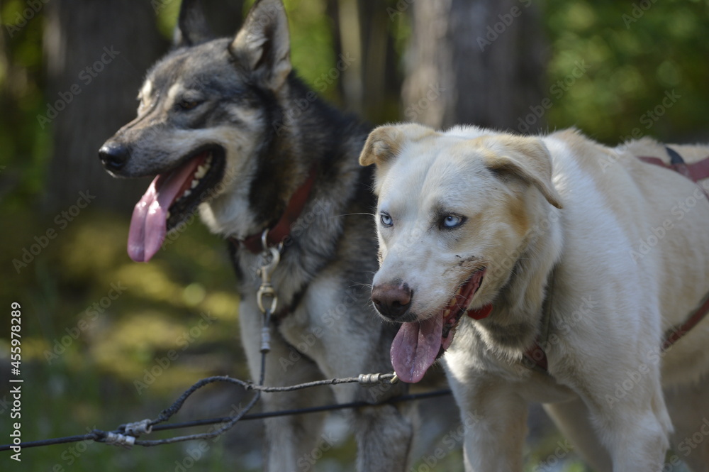 alaskan sled dog is a dog trained and used to pull a land vehicle in harness, most commonly asled over snow. alaskan sled dog is a dog trained and used to pull a land vehicle in harness, most commonly asled over snow.