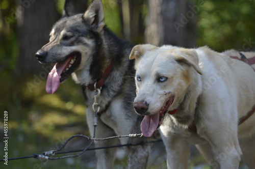 alaskan sled dog is a dog trained and used to pull a land vehicle in harness, most commonly asled over snow. photo