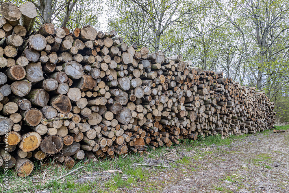 Huge pile of forest wood logs next to a dirt trail with trees with sparse green foliage in the background, afforestation or controlled deforestation, Randmeerbosse, Zeewolde in Flevoland, Netherlands