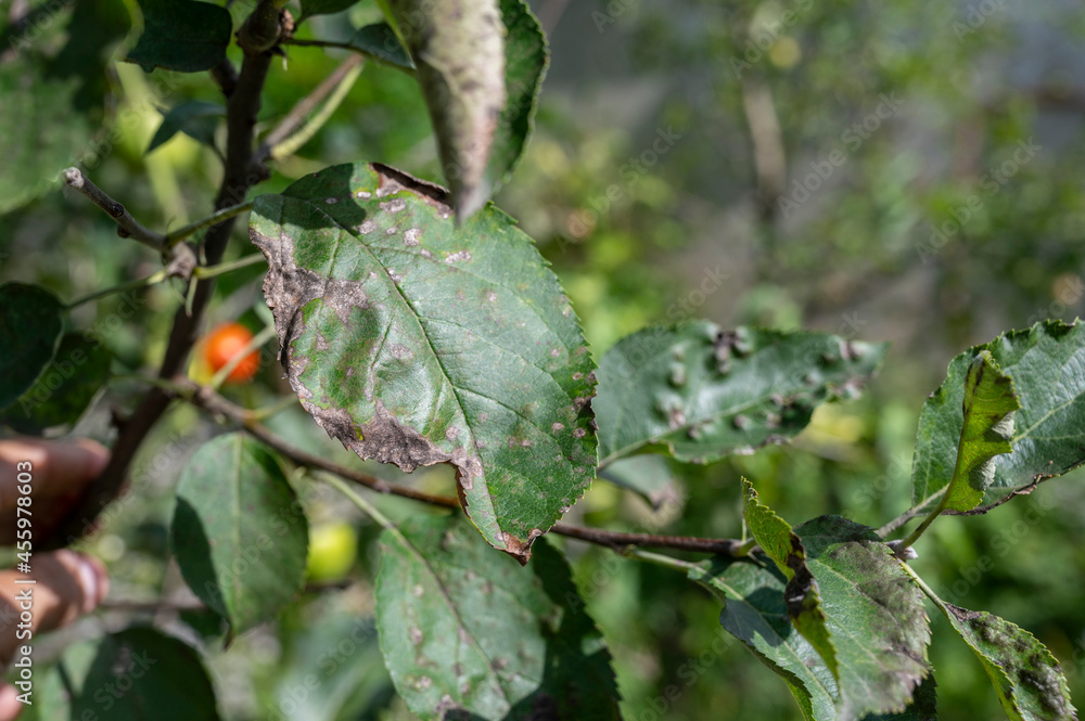 Scab on the leaves of an apple tree close-up