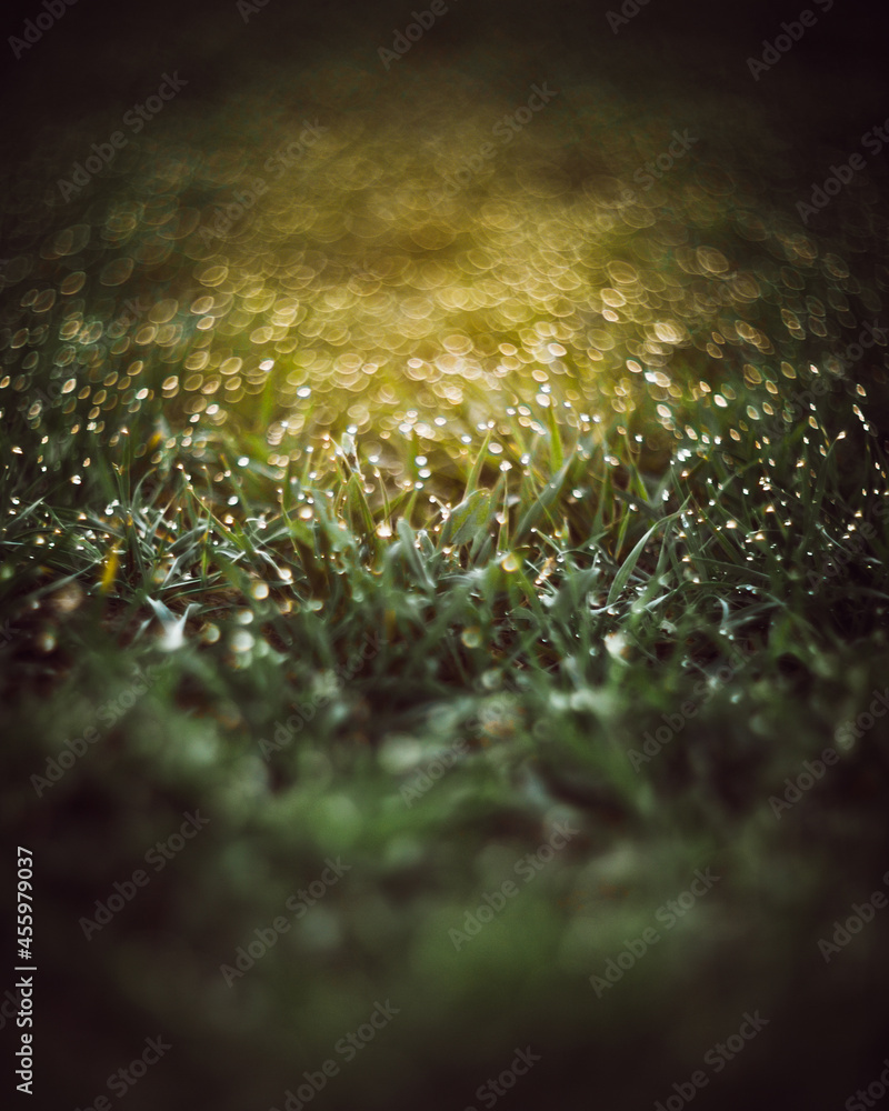 morning jewels natrra