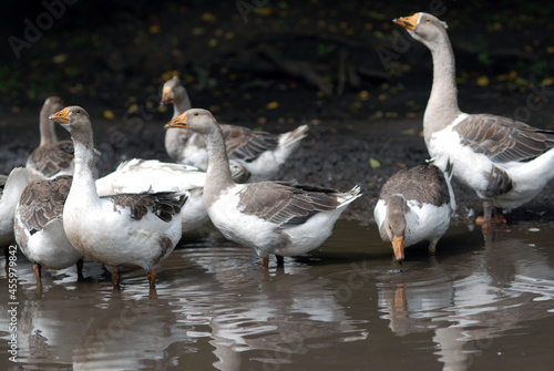 Group of geese in pool