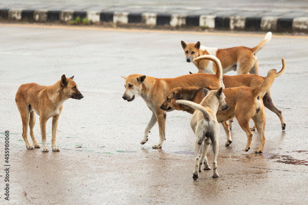 dog crowd walk along a public road during mating season in Thailand