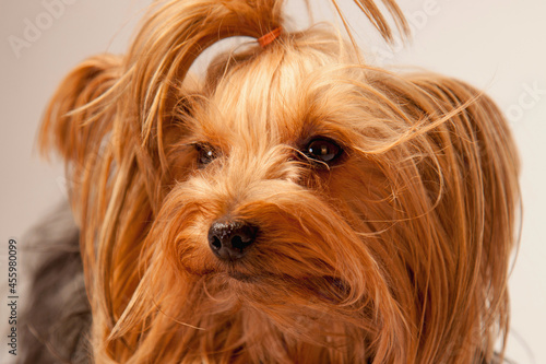 Funny portrait of cute little yorkie dog. Horizontal image.