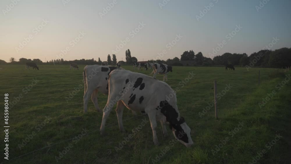 Agriculture, farming and animal husbandry theme in north of France region of Brittany. Black and white cattle graze in meadow in summer. French Cows bicolor in Bretagne. Organic meat dairy business. Agriculture, farming and animal husbandry theme in north of France region of Brittany. Black and white cattle graze in meadow in summer. French Cows bicolor in Bretagne. Organic meat dairy business.