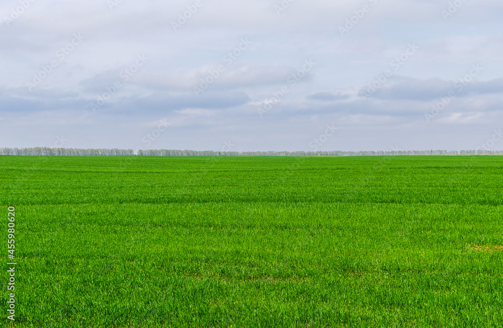 Wheat field in early spring and the forest in the distance Wheat field in early spring and the forest in the distance