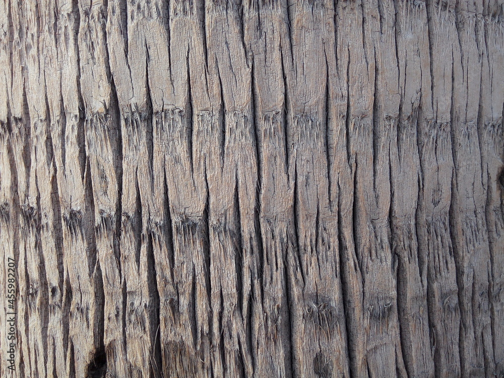 Palm tree trunk bark closeup. Natural gray textured background. Palm tree trunk bark closeup. Natural gray textured background.