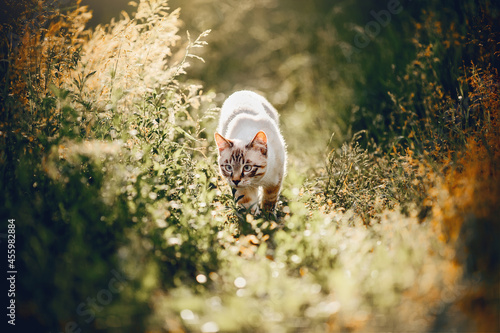 Quadro su tela A Thai cat walks in the grass.