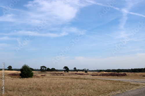 Summer landscape photo: blue sky with clouds, golden grass, green trees. Tranquil scenery with no people. Nature of the Netherlands. 