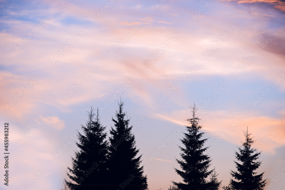 Silhouettes of fir trees against the background of a beautiful dawn colorful sky.
