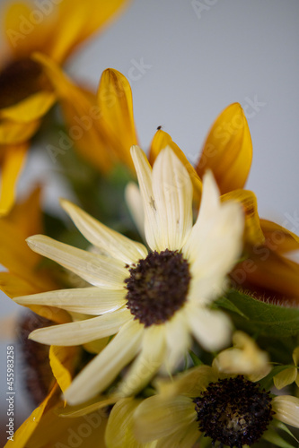 Different tyoes of sunflower in a mason jar