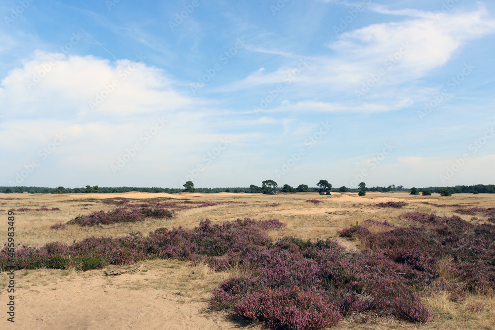 Fototapeta premium Blooming heather field in National Park of the Netherlands. Beautiful purple carpet of heather flowers, dry grass, dramatic sky with clouds. 