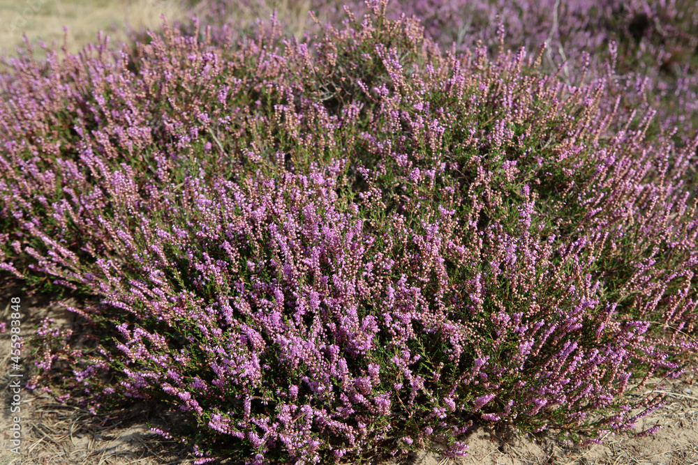 Fototapeta premium Purple heather flowers close up photo. Beautiful blooming bush of wildflowers. Flora of the Netherlands. 