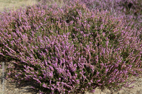 Purple heather flowers close up photo. Beautiful blooming bush of wildflowers. Flora of the Netherlands. 