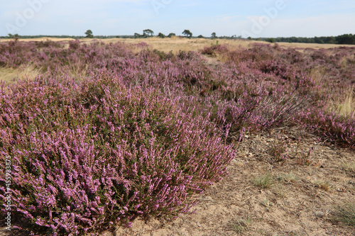Beautiful heather flowers field. Blue sky with clouds. Nature of the Netherlands. National park de Hoge Veluwe. 