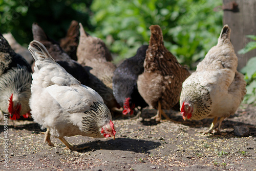 Chickens pecking grain on the farmyard