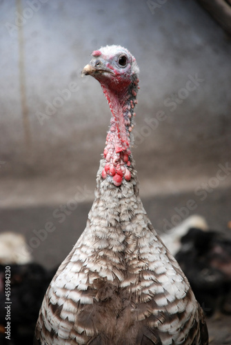Turkey closeup
