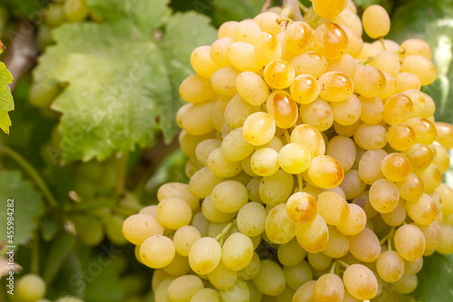 Grapes vineyard, Sultani grapes, Izmir - Turkey