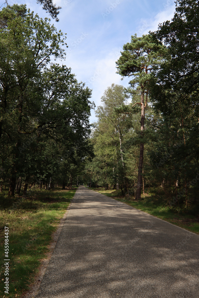 Footpath in a forest. Green trees, empty road, no people. Beautiful evening in the woods. 