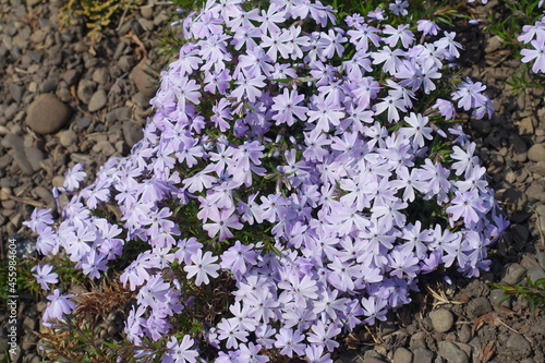 Flowering cushion of violet phlox subulata in mid April