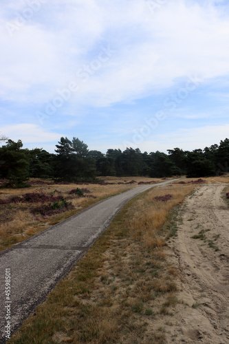 Golden grass, empty road, heather bushes, dramatic sky with dark clouds. Dutch countryside landscape. Beautiful European nature. 