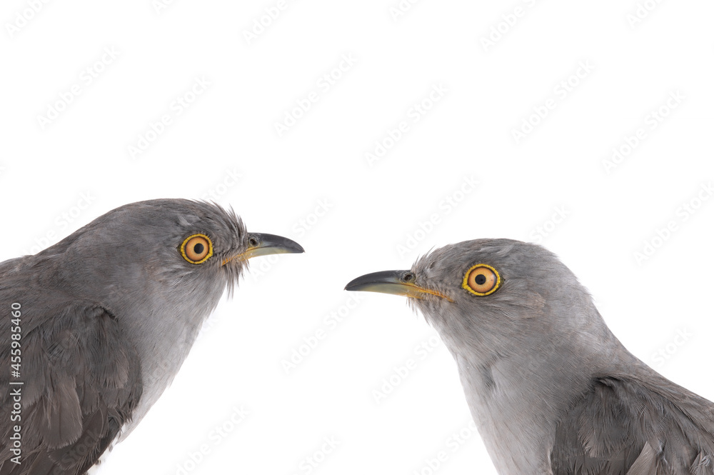 Fototapeta premium cuckoo portrait isolated on white background