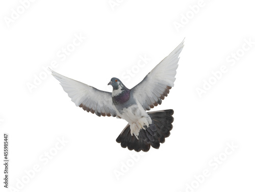 pigeon flying isolated on white background