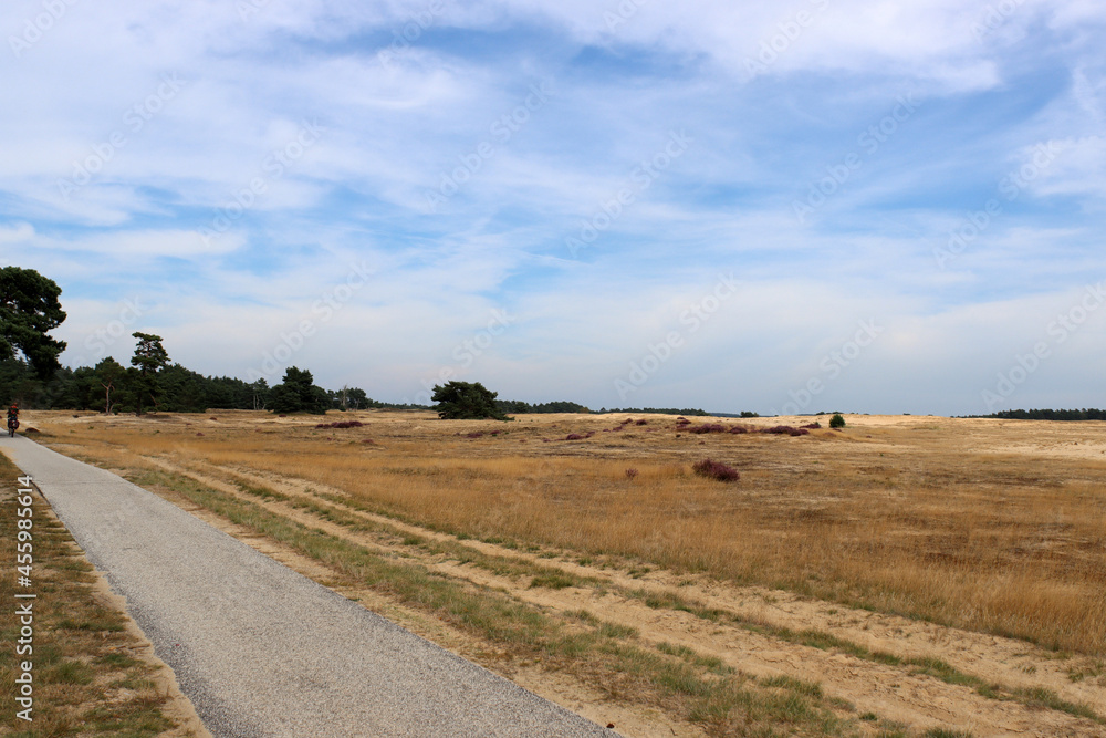 Golden grass, empty road, heather bushes, dramatic sky with dark clouds. Dutch countryside landscape. Beautiful European nature. 