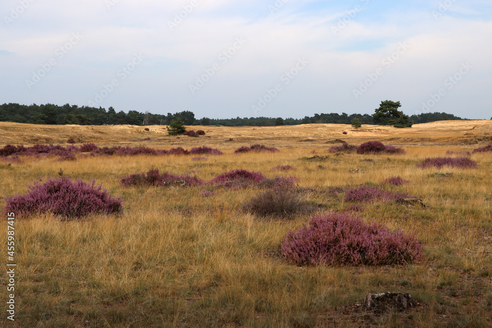 Dutch landscape photo. Purple flowers of heather, dry yellow grass, cloudy sky. 