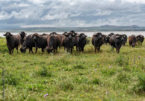 Lesina, Foggia district, Puglia, Italy, Europe, buffaloes on the shores of Lake Lesina photo