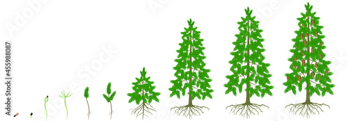Cycle of growth of a spruce tree on a white background.