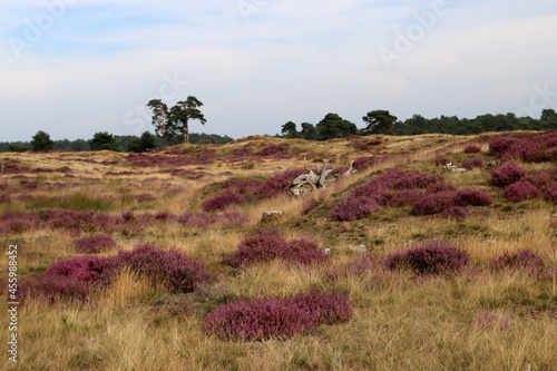 Blue sky with beautiful clouds, dry glass, purple bushes, trees on horizon. European landscape photo. 