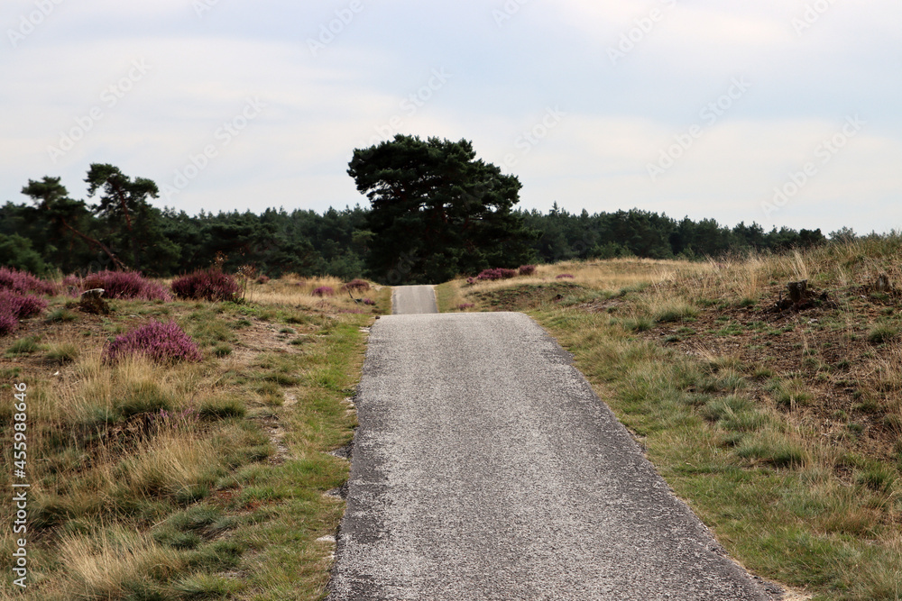 Empty town road, cloudy sky, dry yellow grass, trees and heather flowers. Nature of Europe. 