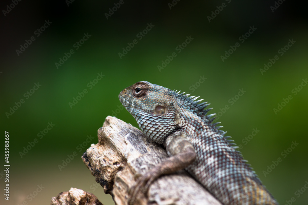 The oriental garden lizard, eastern garden lizard, bloodsucker or changeable lizard (Calotes versicolor) is an agamid lizard found widely distributed in in indo-Malaya.  It has also been introduced in