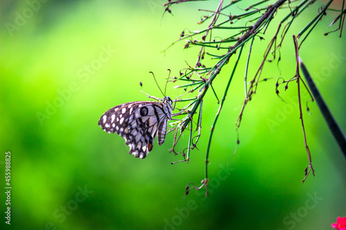 Papilio butterfly or The Common Lime Butterfly resting on the flower plants in its natural habitat in a nice soft green background Papilio butterfly or common lime butterfly clap the wings on the flo photo