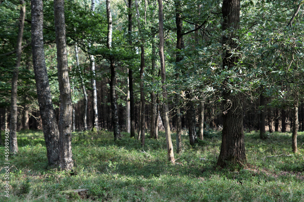 Obraz premium Summer forest. Green grass, big trees. European forest. 
