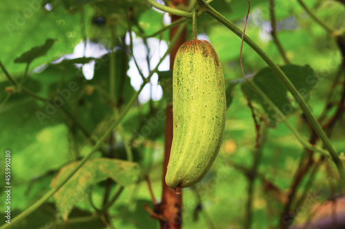 Cucumber Village Frut